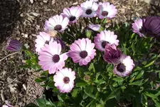 SAM_0616.webp