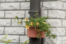 FallrohrPetunie010515.webp