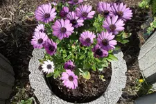 SAM_0617.webp