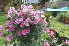 SAM_0620.webp