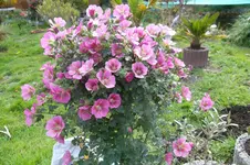 SAM_0621.webp