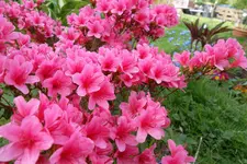 SAM_0622.webp
