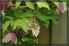 comp_DSC03278.webp