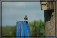 comp_DSC03271.webp