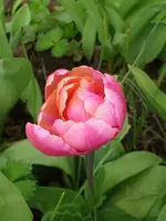 k-DSCI3266.webp