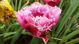 DSCF1632.webp
