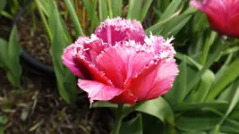 DSCF1689.webp