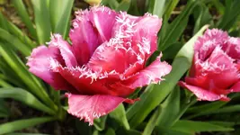 DSCF1690.webp