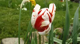 DSCF1637.webp