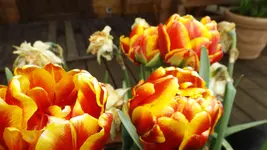 DSCF1665.webp