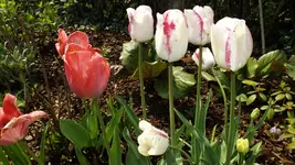 DSCF1619.webp