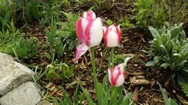 DSCF1620.webp