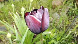 DSCF1623.webp