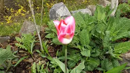DSCF1626.webp