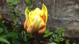 DSCF1627.webp