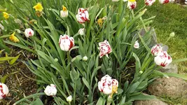 DSCF1635.webp