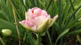DSCF1636.webp