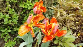 DSCF1642.webp