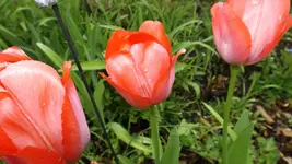 DSCF1654.webp