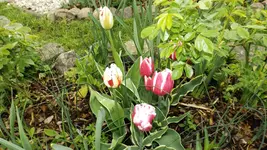 DSCF1660.webp