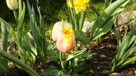 DSCF1693.webp