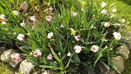 DSCF1694.webp