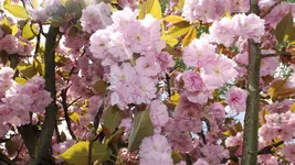 DSCF1606.webp