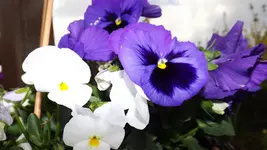 DSCF1662.webp
