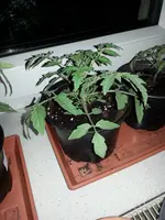 WP_20150502_002.webp
