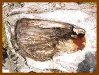 085.webp