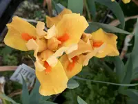 Orange Tiger.webp