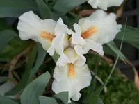 Queensprize.webp