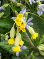 Echte Schlüsselblume.webp