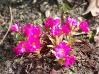 Primula rosea Gigas.webp
