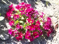 Primula pruhoniciana.webp