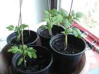 BILD3920.webp