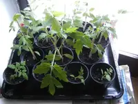 BILD3916.webp