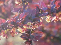 100_5974.webp