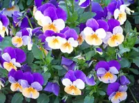 100_5969.webp