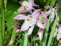 CIMG0165.webp