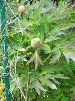 CIMG0168.webp