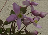 P1180027.webp