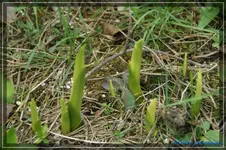 comp_DSC03283.webp