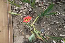 SAM_0627.webp