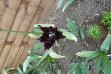 SAM_0628.webp