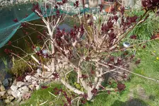 SAM_0629.webp