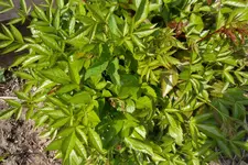 SAM_0630.webp