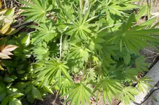 SAM_0631.webp