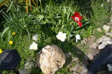 SAM_0633.webp