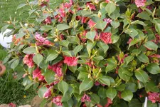 SAM_0634.webp